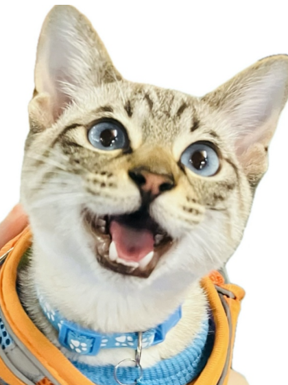 ゐぬヲ(新米看板猫)